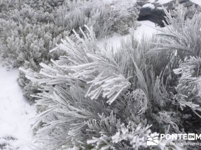 Hayedo de Pedrosa - Parque Natural Sierra Norte de Guadalajara - Hayedo de Tejera Negra